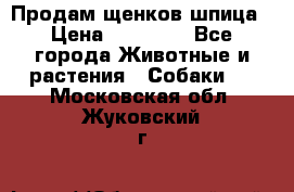 Продам щенков шпица › Цена ­ 25 000 - Все города Животные и растения » Собаки   . Московская обл.,Жуковский г.